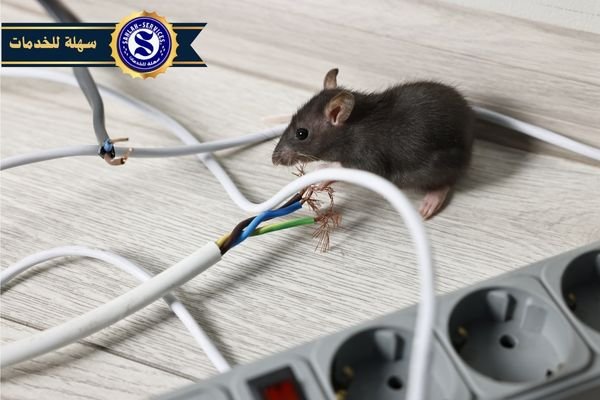 شركة مكافحة الفئران بجدة